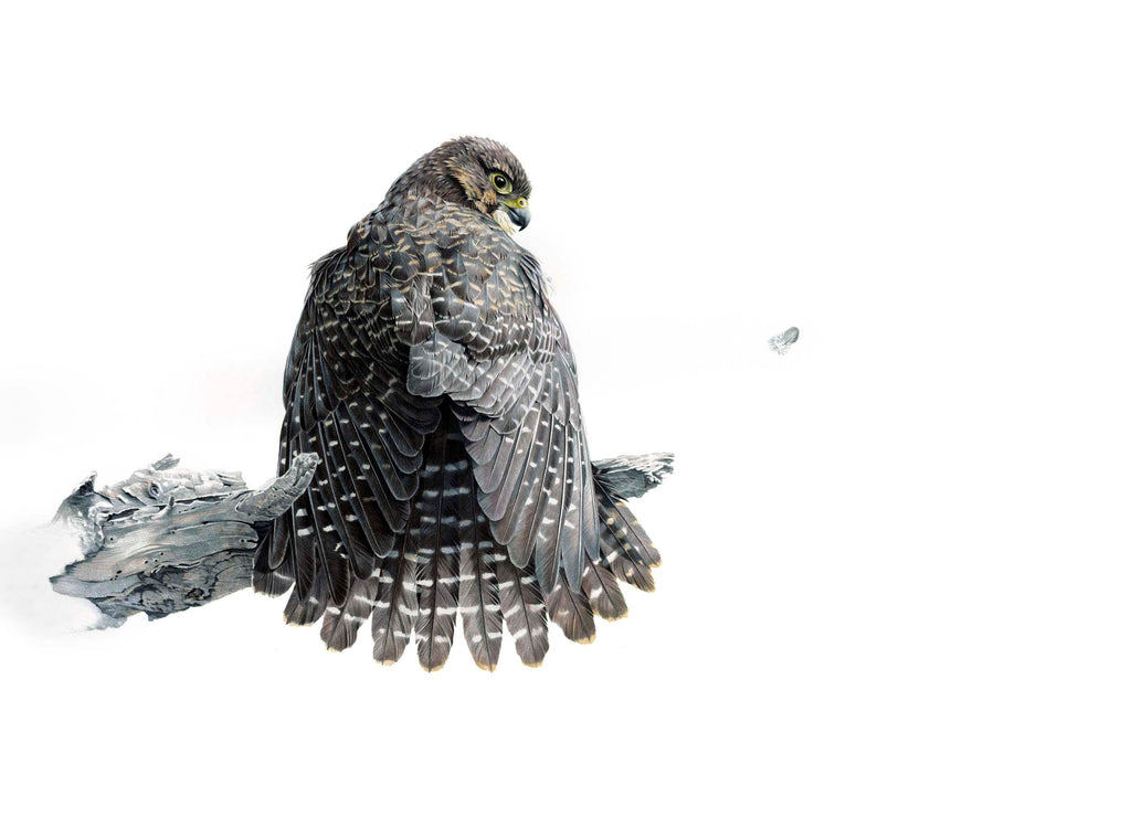 New Zealand Falcon (Karearea)