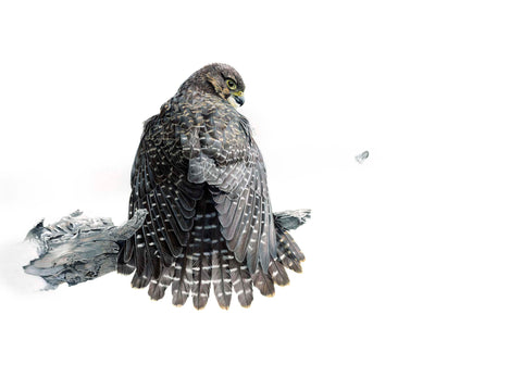 New Zealand Falcon (Karearea)