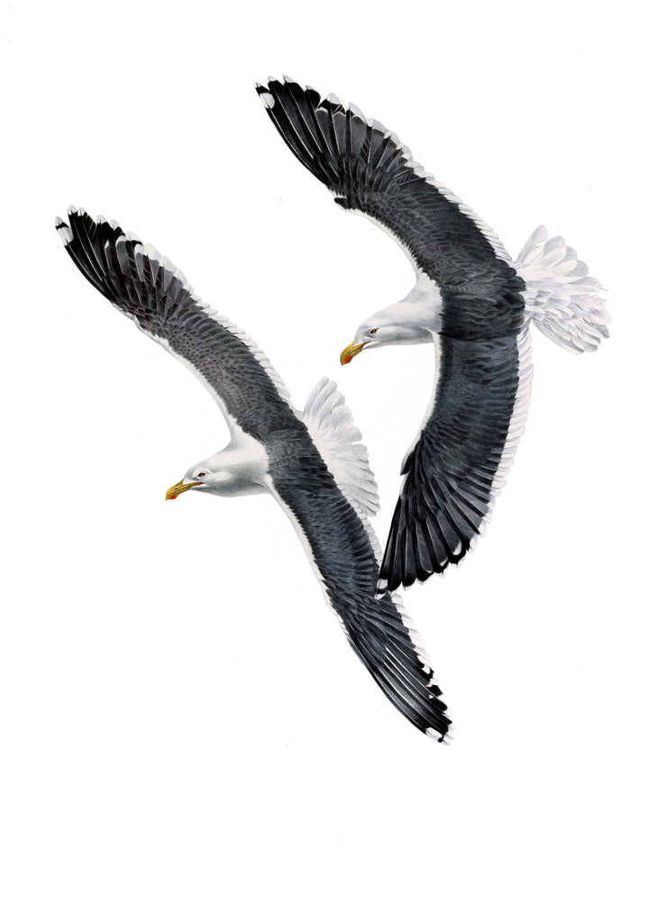 Black Backed Gull (Karoro)