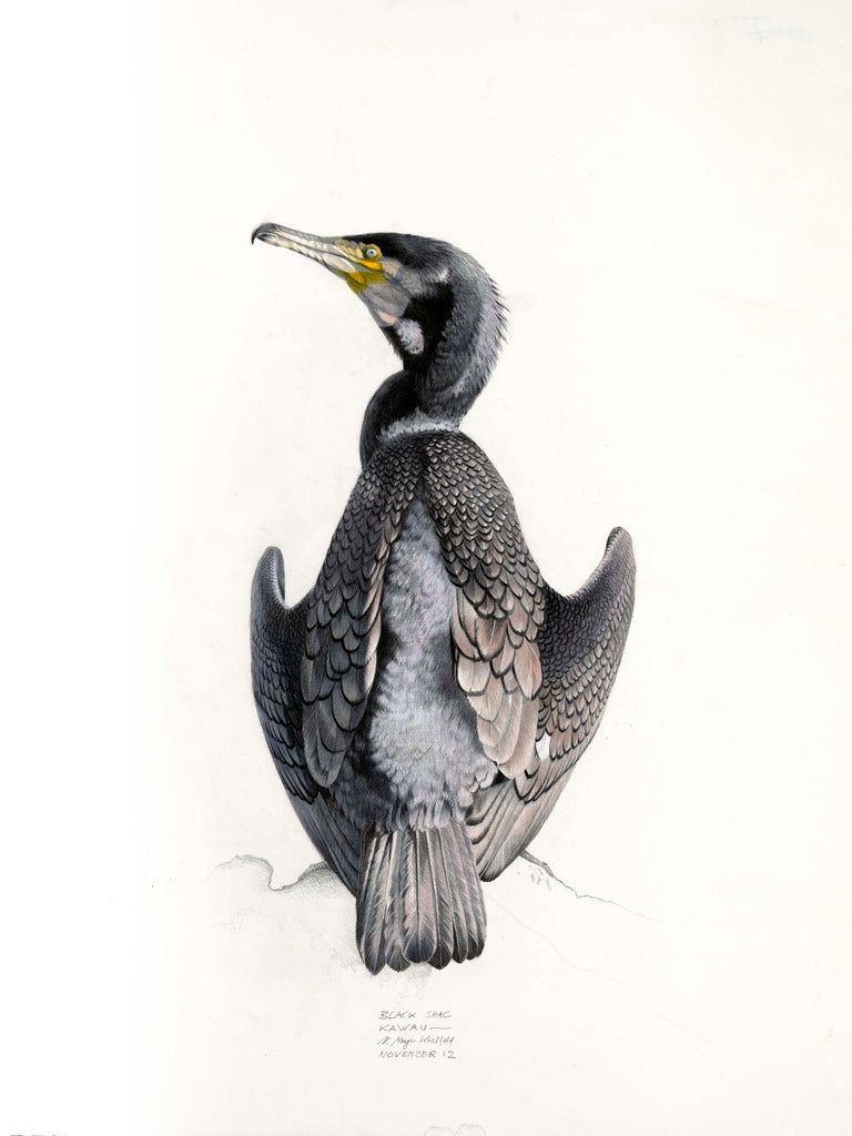 Black Shag 1 (Kawau)