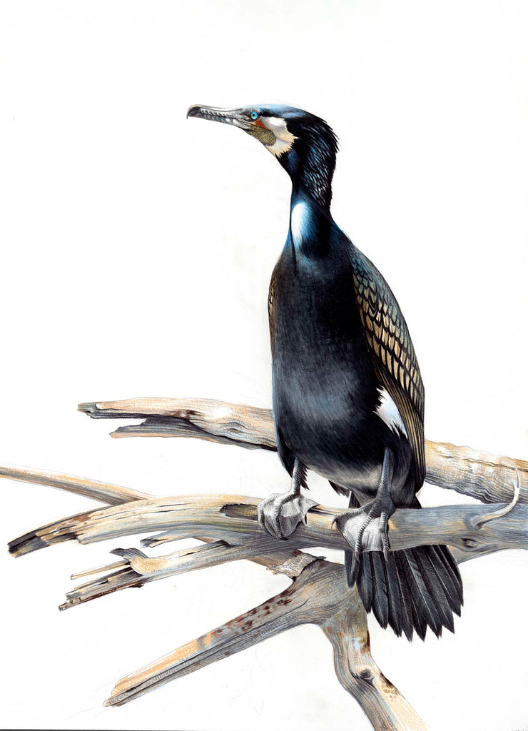 Black Shag 2 (Kawau)