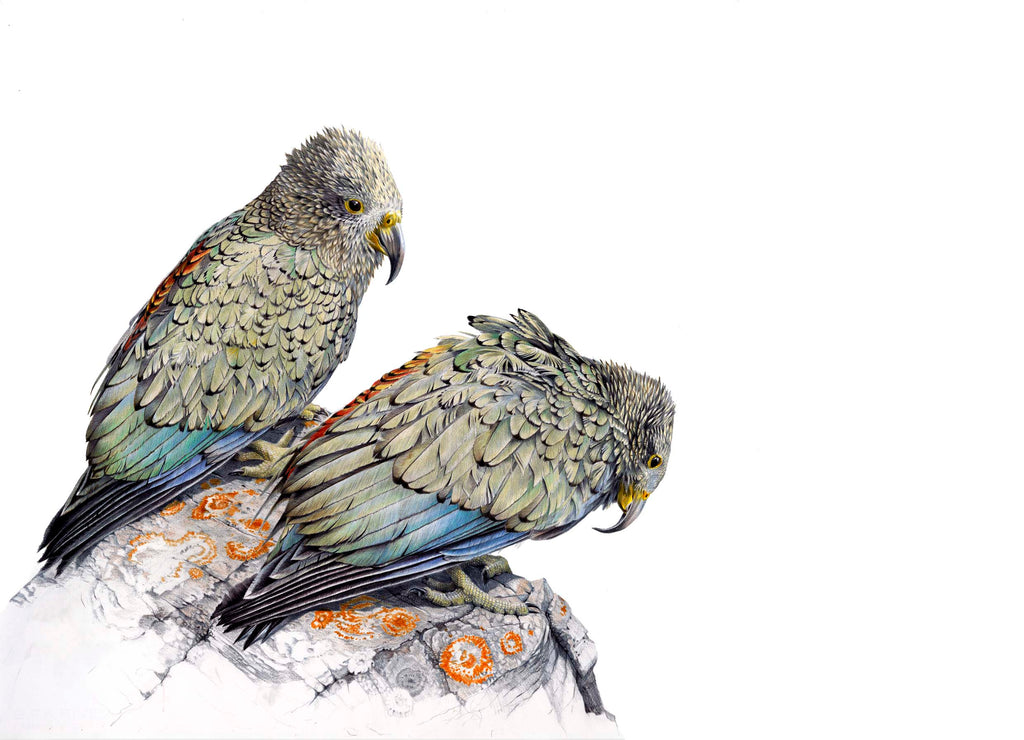 Kea juvenile