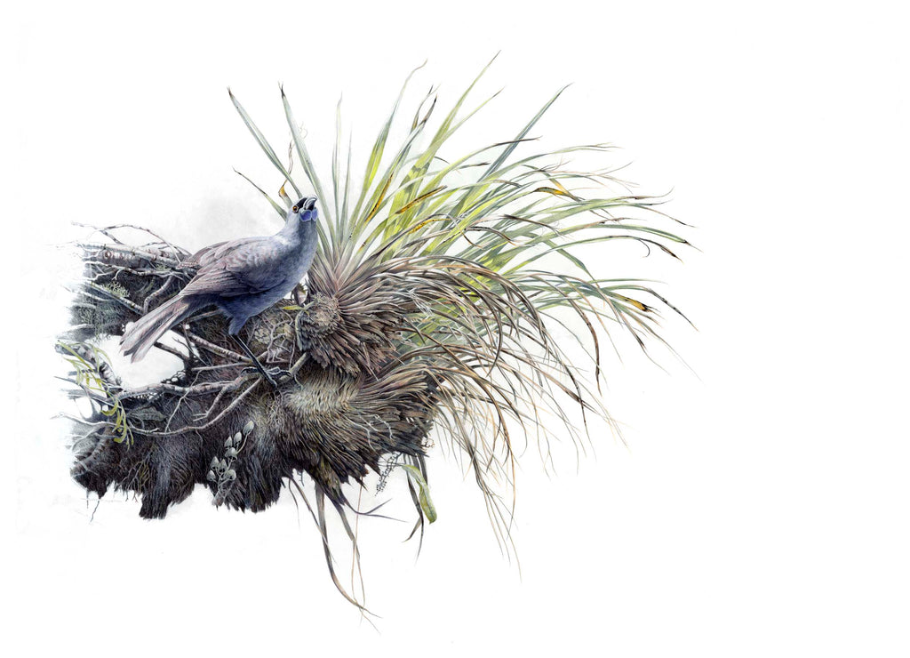 Kokako