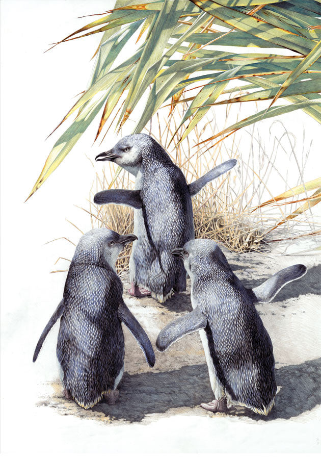 Little Blue Penguin/ kororā , "bushwalking"