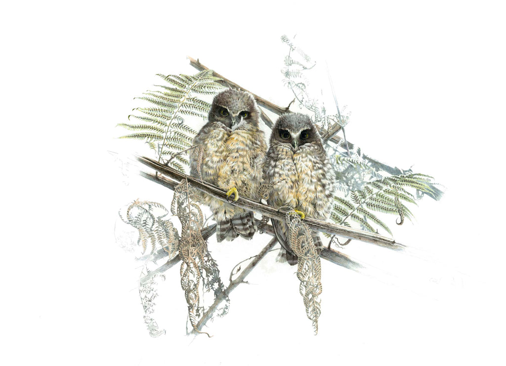 Morepork juvenile