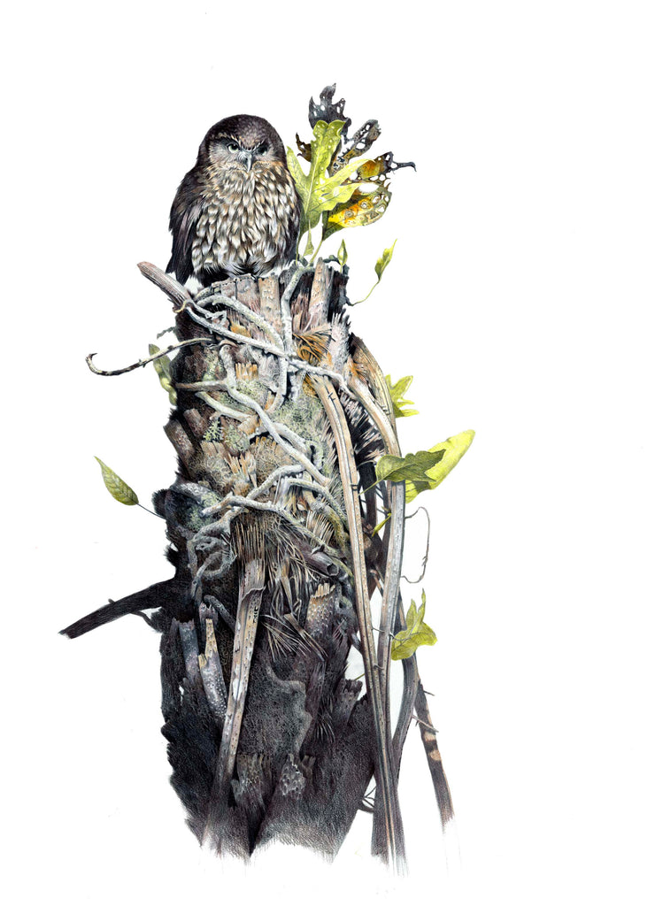Morepork