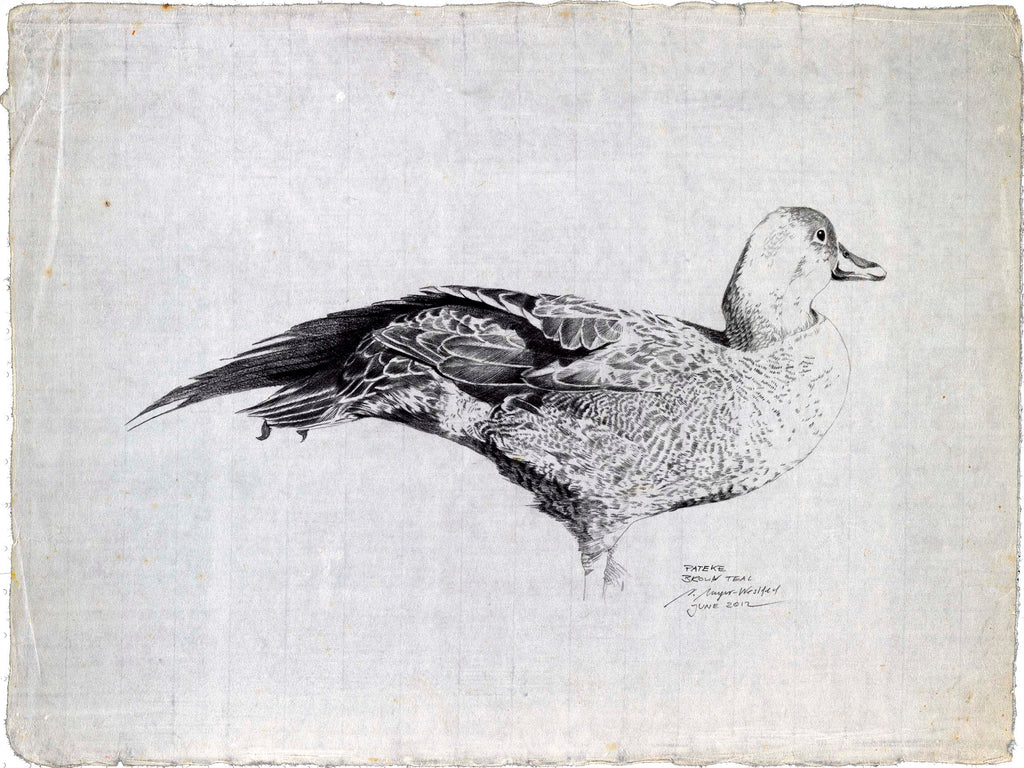 Brown Teal sketch (Pateke)