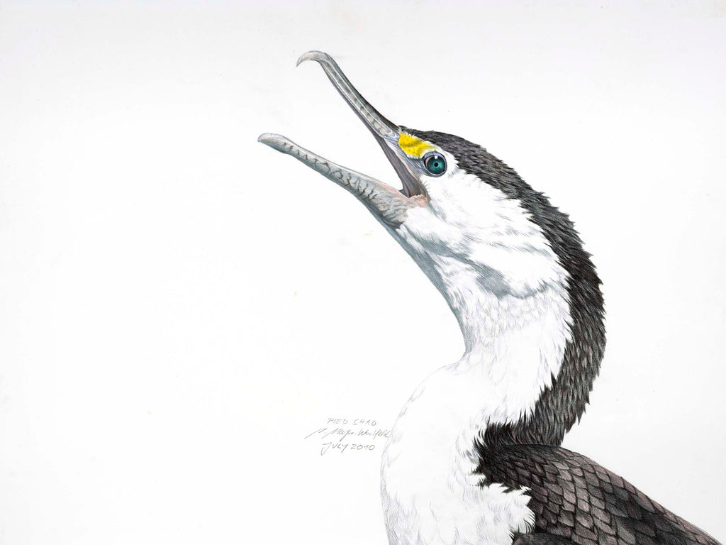 Pied Shag Portrait (Kāruhiruhi)