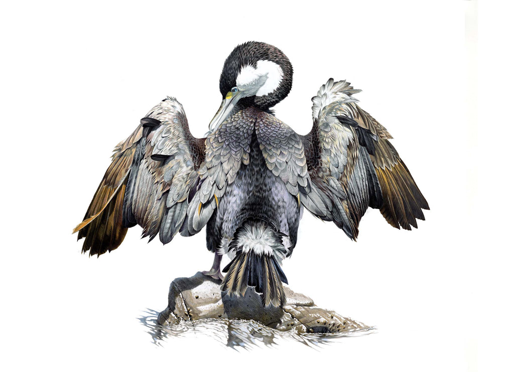 Pied Shag (Kāruhiruhi)