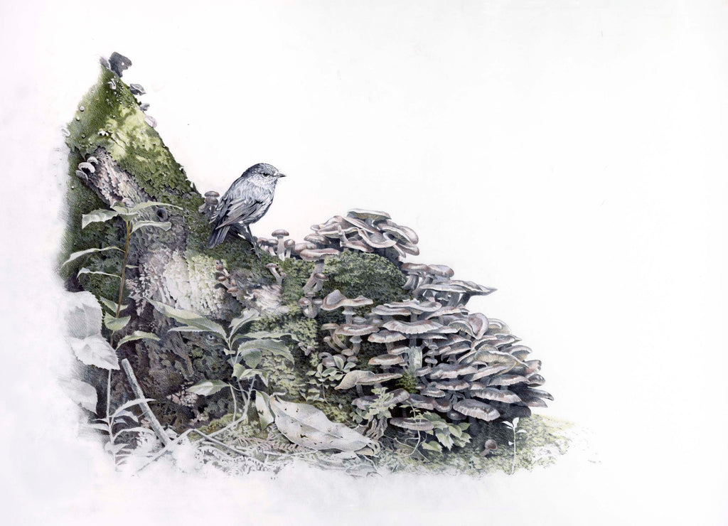 Robin (Toutouwai), "home tree"