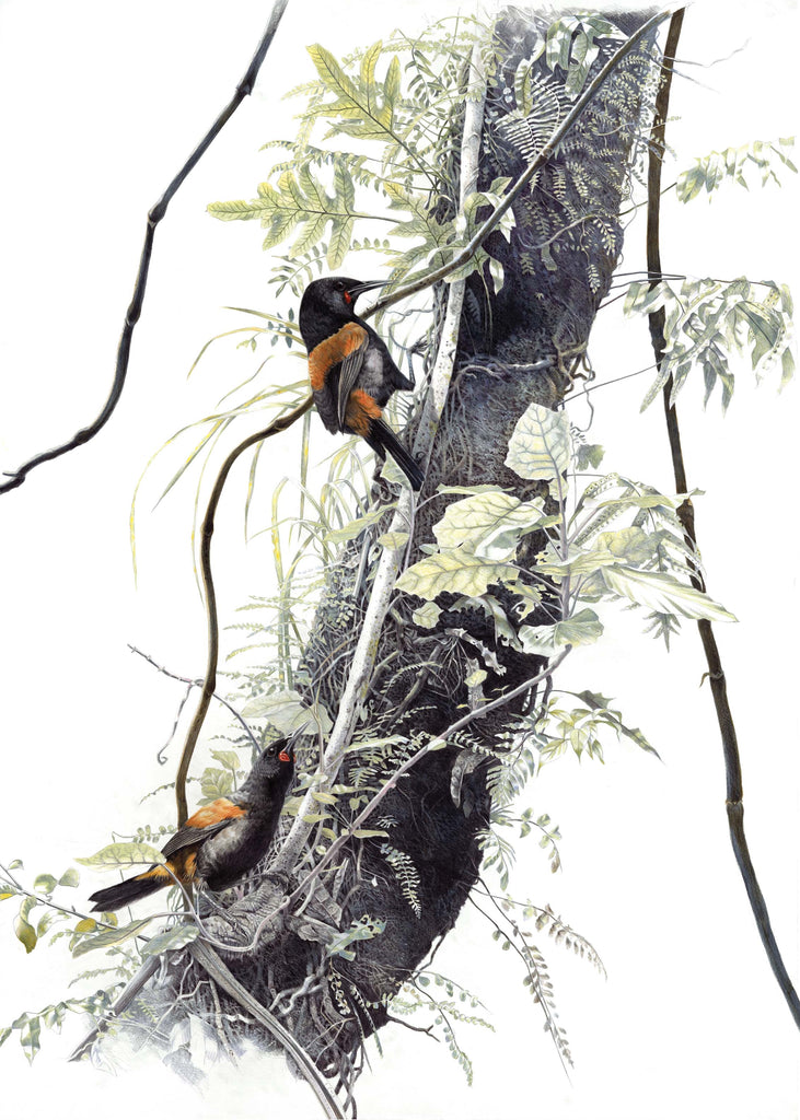Saddleback (Tieke)