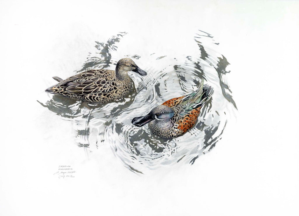 New Zealand Shoveler (Kuruwhengi)