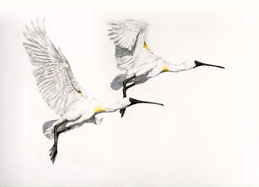 Royal Spoonbill (Kotuku-ngutupapa)