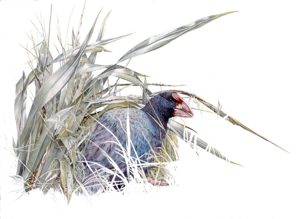 Takahē (Notoris)