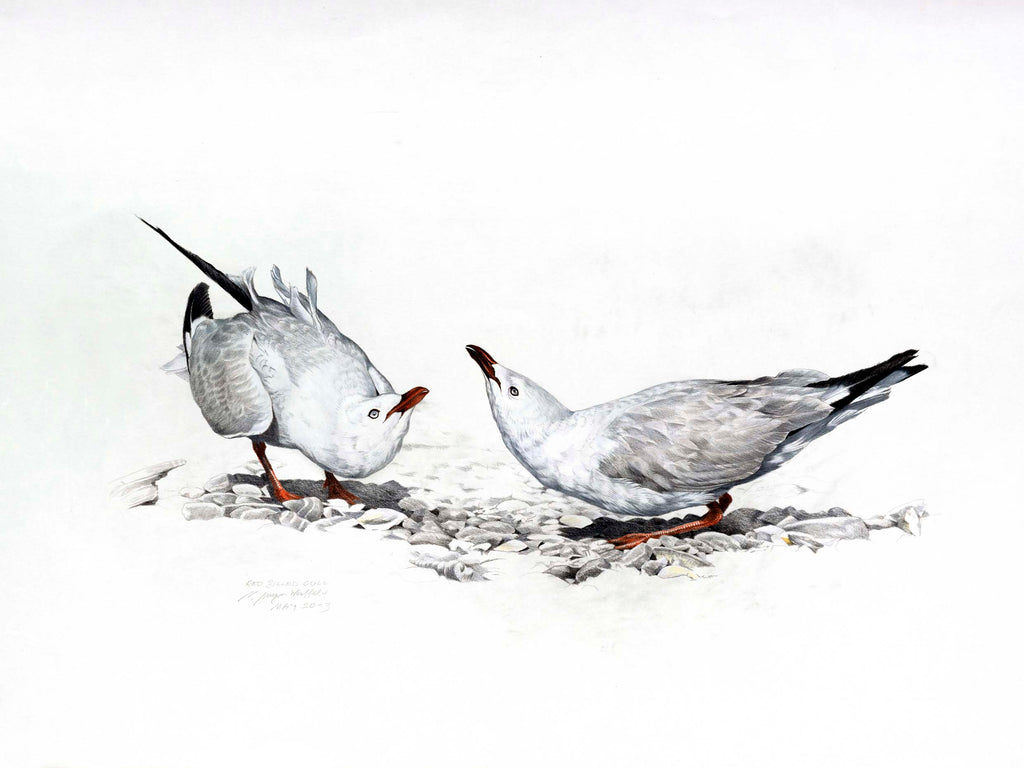 Red Billed Gull (Tarapunga)