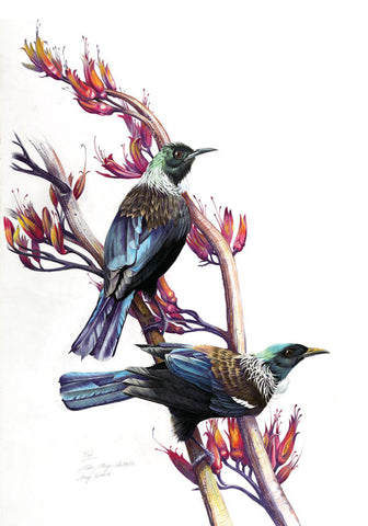 Tui pair