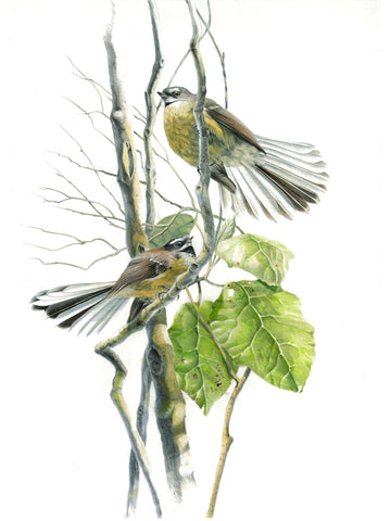 Fantail pair (Piwakawaka)