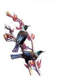Tui pair