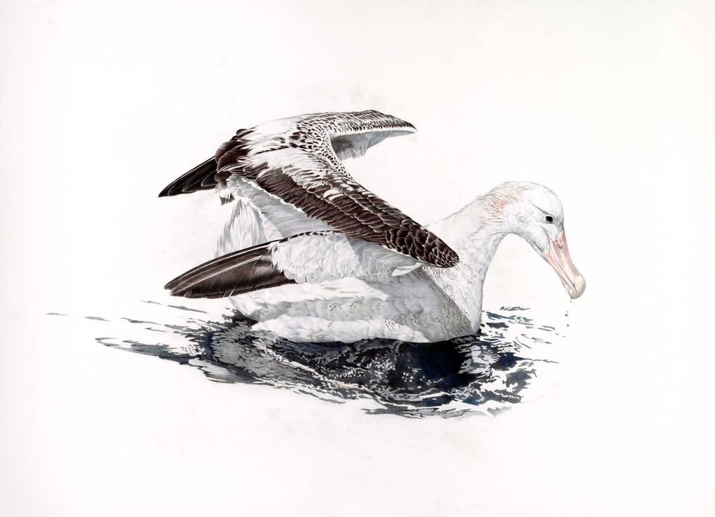 Wandering Albatross (Toroa)