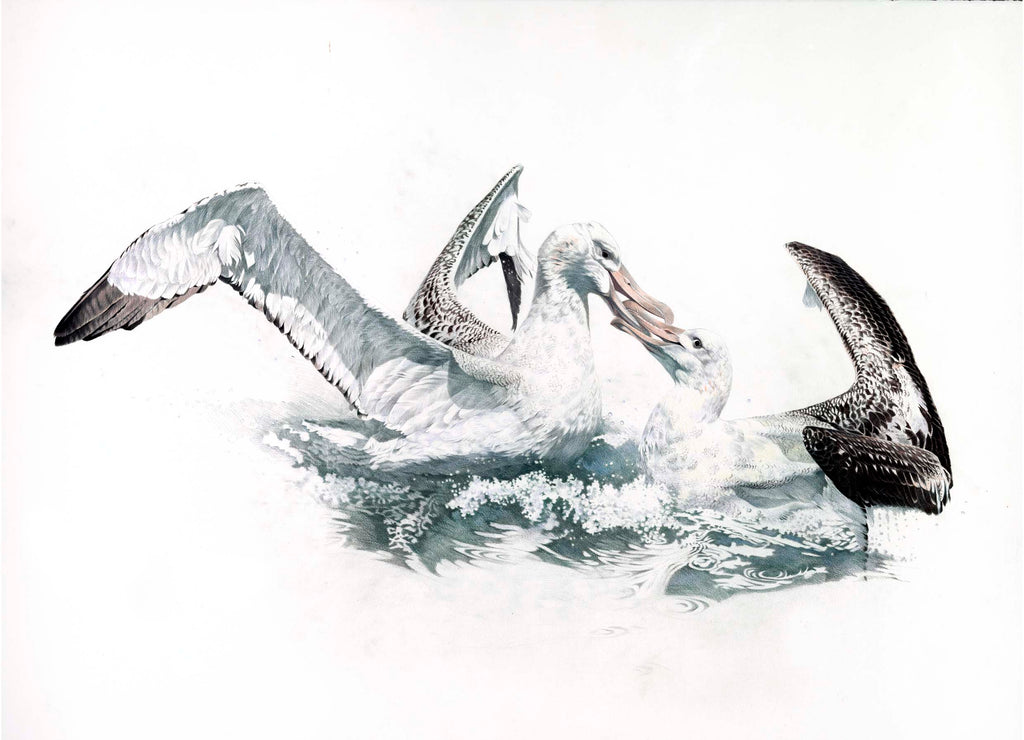 Wandering Albatross fight (Toroa)