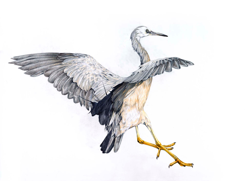 White Faced Heron