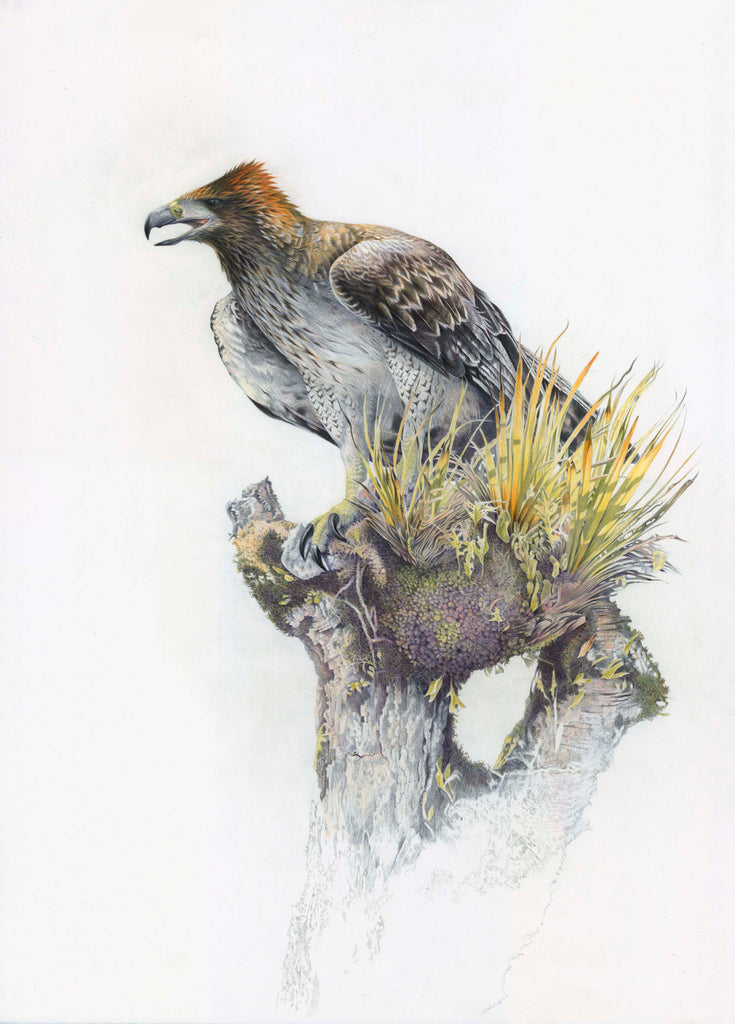 Haast Eagle