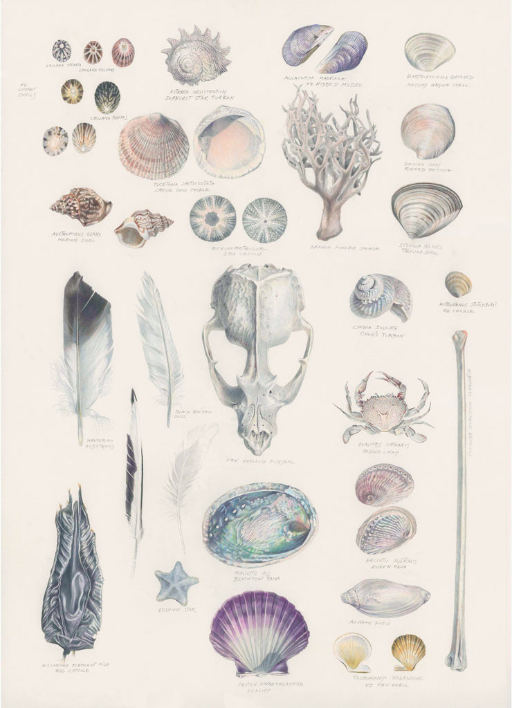 Biodiversity 1 (Bones and Shells)