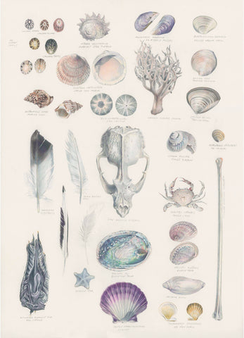 Biodiversity 1 (Bones and Shells)