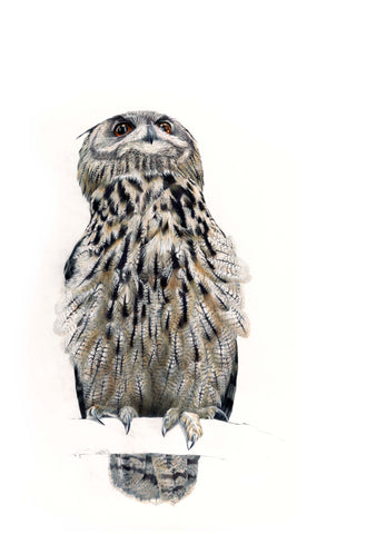 Eurasian eagle-owl 1 (Bubo bubo)