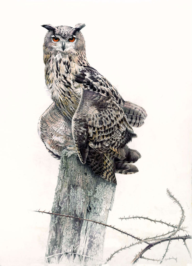 Eurasian eagle-owl 2 (Bubo bubo)
