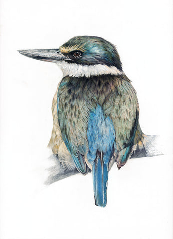 Kingfisher, Portrait
