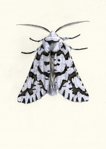 North Island Lichen Moth (Declana atronivea)