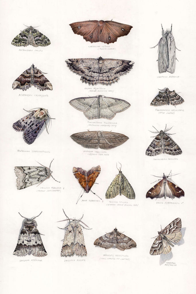 Biodiversity 2 (Moth)