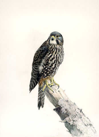 New Zealand Falcon Female (Karearea)
