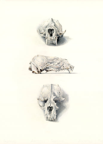 Kekeno (Nerw Zealand Furseal Skull)