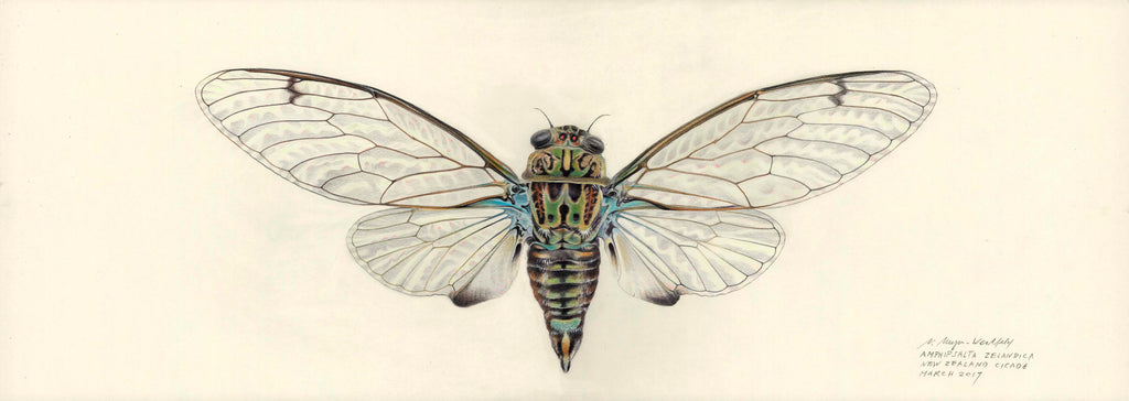 Cicada