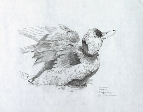 Papango Sketch