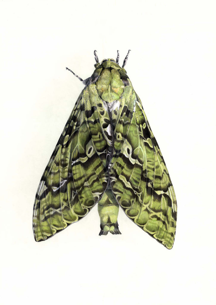 Pūriri Moth, Aenetus virescens (Pepetuna)
