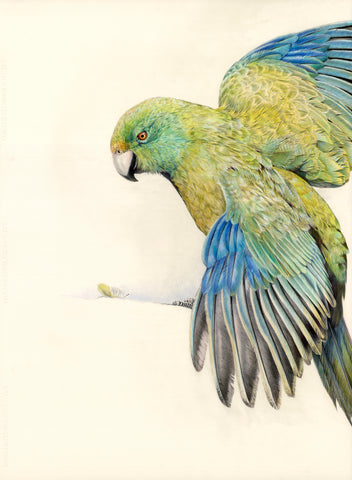 Antipodes Island Parakeet ,"Shades of Green"