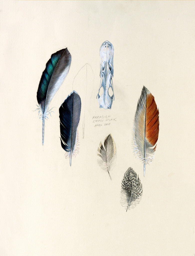 Shellduck feather study