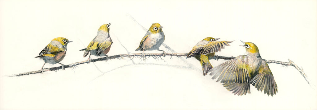 Silvereye, "take a seat"