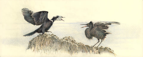 Little Shag and Reef Heron, "social distancing"