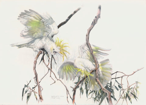 Sulphur-crested cockatoo 2