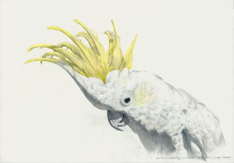 Sulphur-crested cockatoo 1