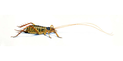 Tree Weta