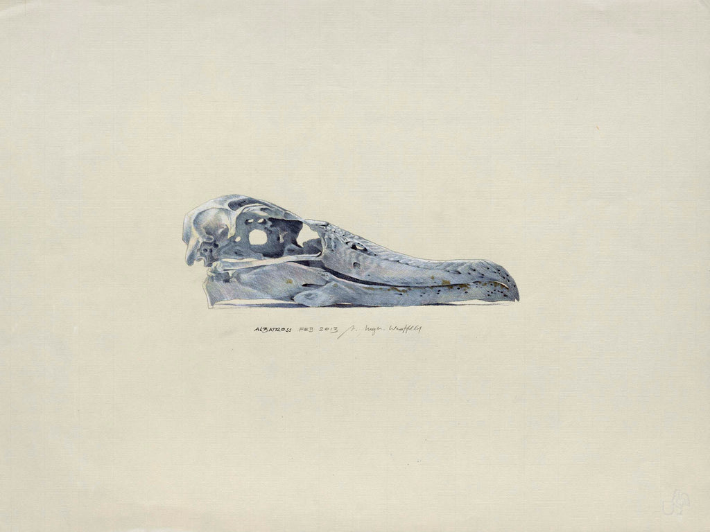 Wondering albatross skull