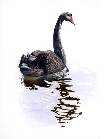 Black Swan (Wani)