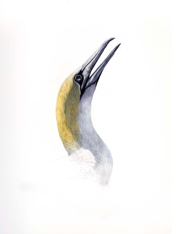 Gannet portrait (Takapu)