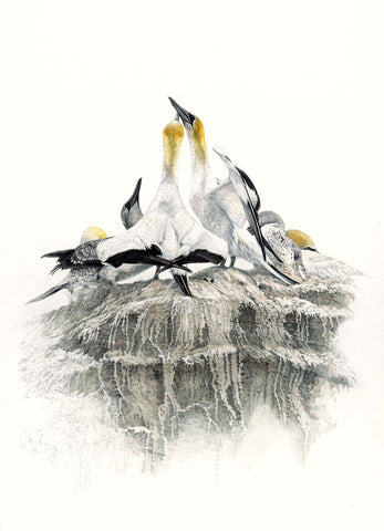 Gannet nesting (Takapu)