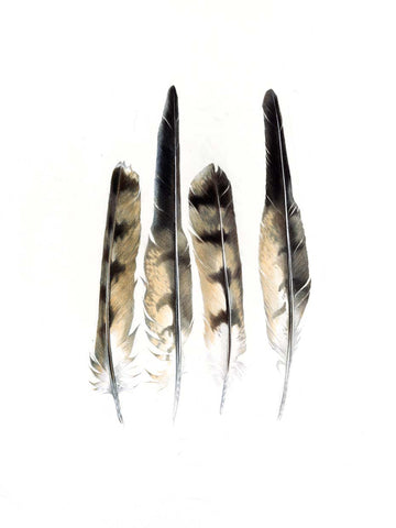 Kahu feathers